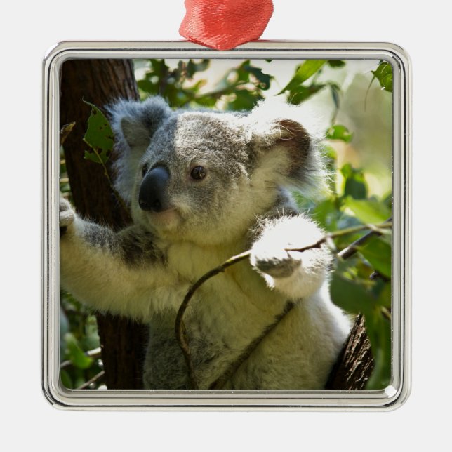 Koala cutie metal ornament (Front)