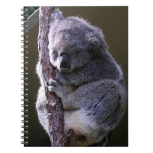Koala dans le carnet d'arbre