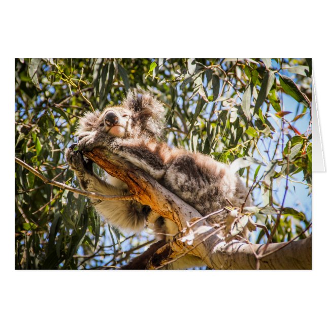 Koala de repos (Devant horizontal)