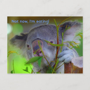 Koala Eating Post Card