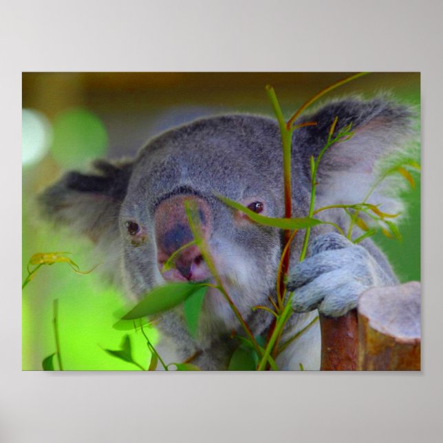 Koala Eating Print (Front)