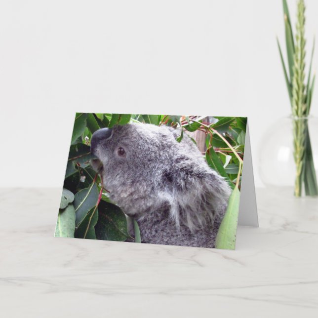 koala eats card (Front)