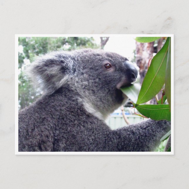 koala eats postcard (Front)