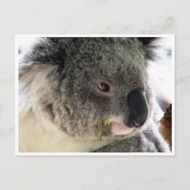 koala face postcard (Front)