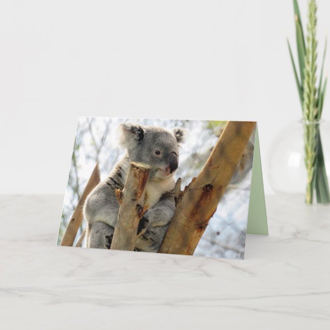 Koala Greeting Card (Front)