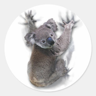 Koala Hang On Back Cute Bear Australia Animal Classic Round Sticker