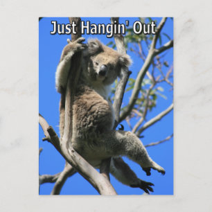Koala Hanging Out in Australia Postcard