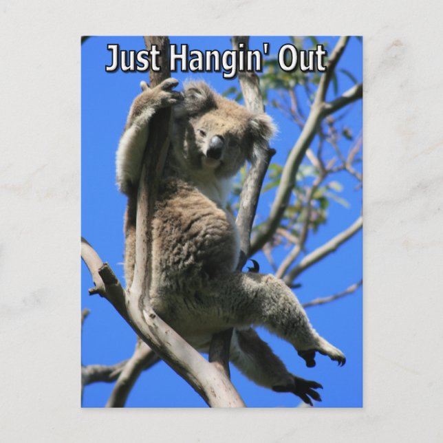 Koala Hanging Out in Australia Postcard (Front)