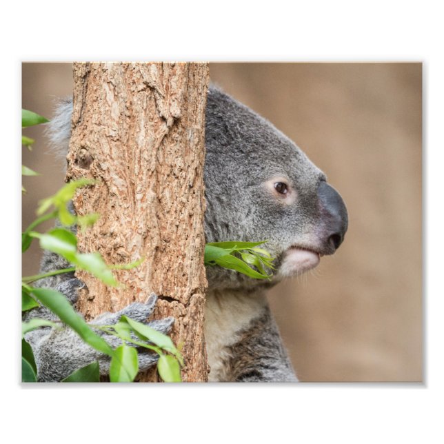 Koala Headshot Photo Print (Front)