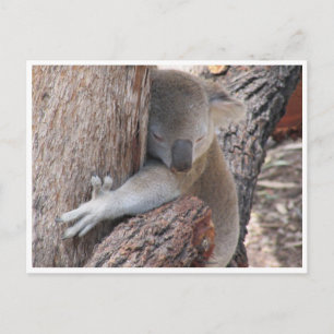 koala hugs postcard