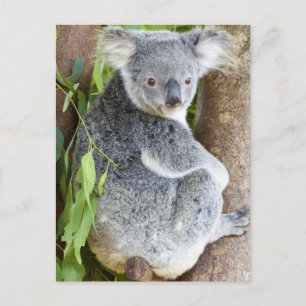 Koala in a Tree Photo Postcard