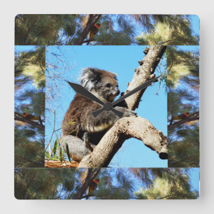 Koala In Old Pine Tree Framed With Lorikeet, Square Wall Clock