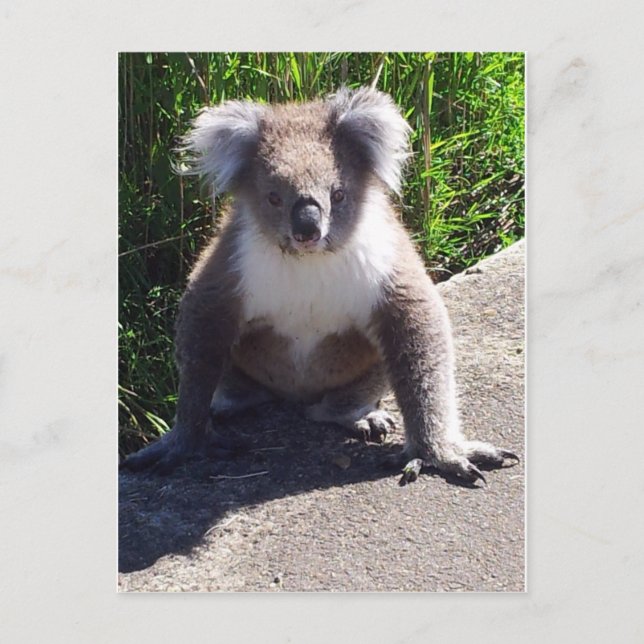 Koala in the wild postcard (Front)