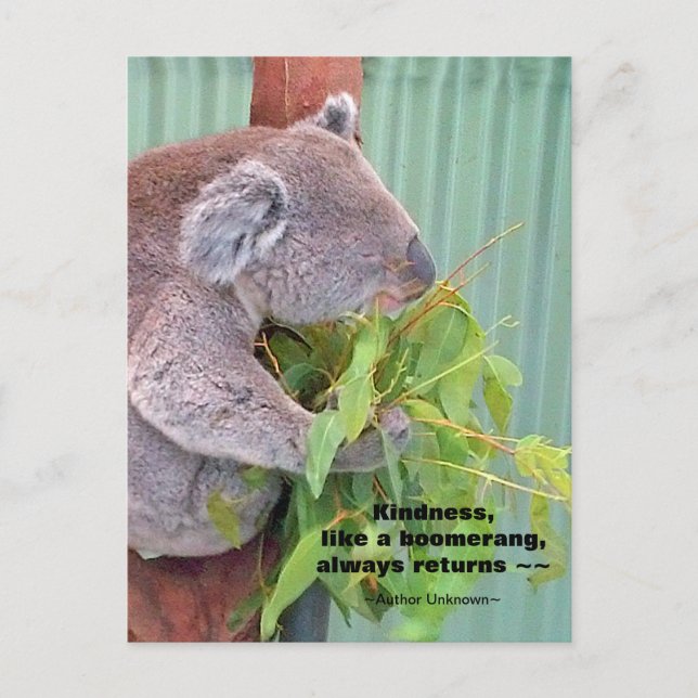 Koala Kindness Quote Postcard (Front)