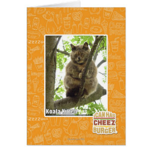 Koala Kitteh