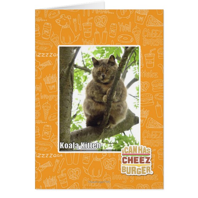 Koala Kitteh (Devant)