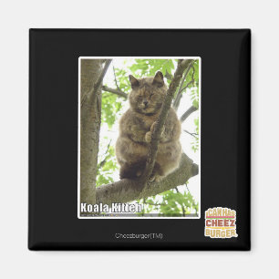 Koala Kitteh Magnet