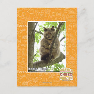 Koala Kitteh Postcard