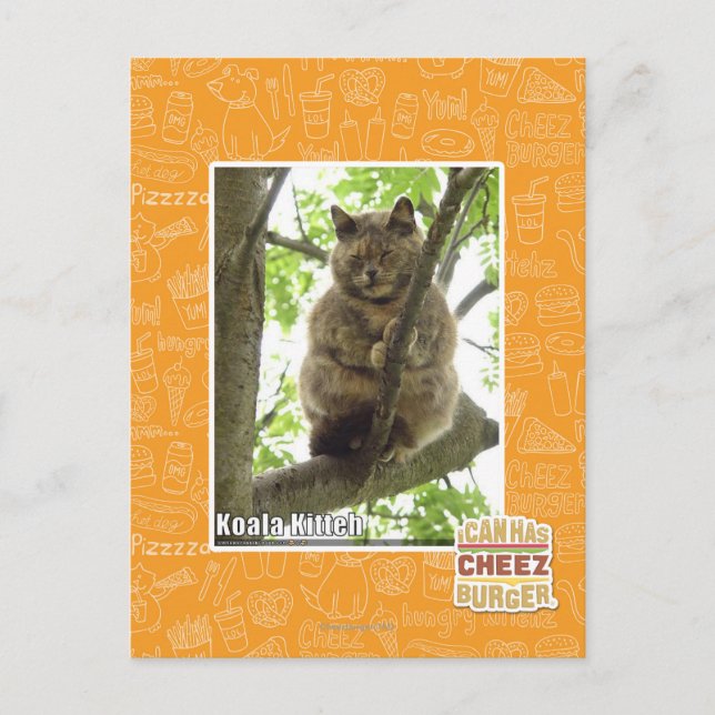 Koala Kitteh Postcard (Front)