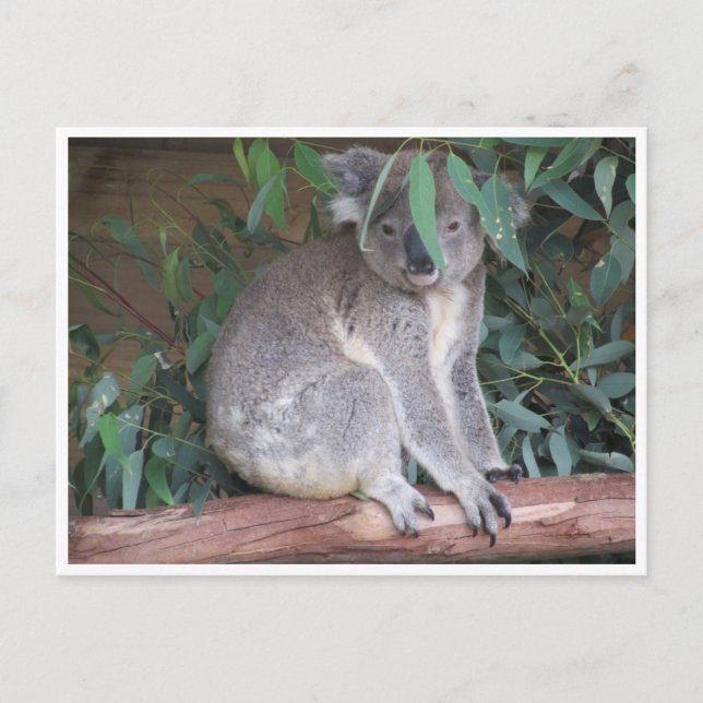 koala leaves postcard (Front)