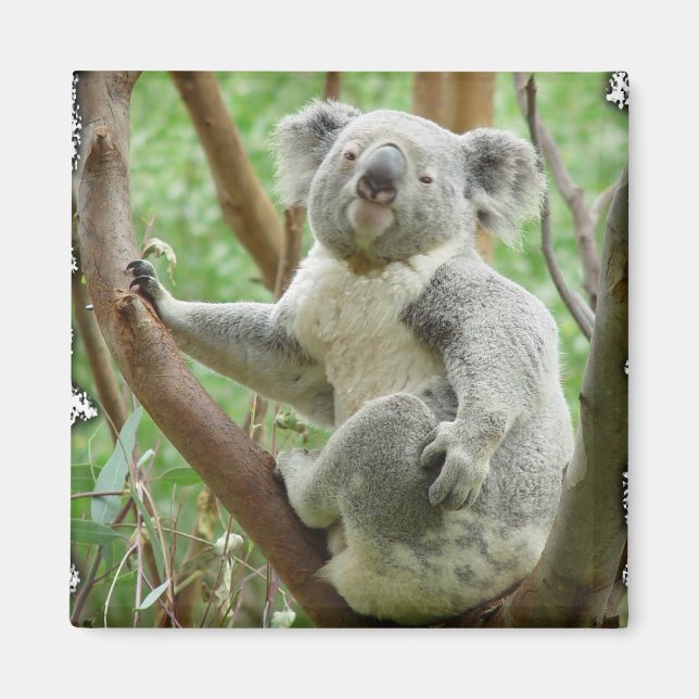 Koala Magnet (Front)