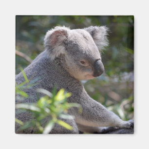 Koala Magnet