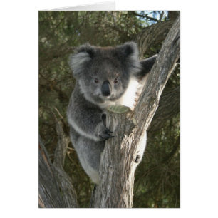 Koala mignon grimpant à un arbre
