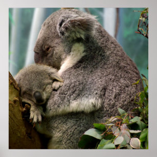 Koala Mom and New Baby Poster