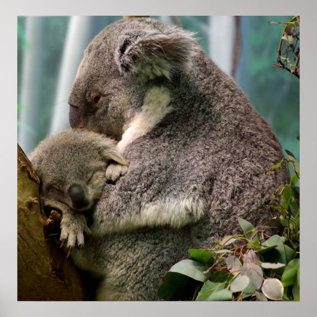 Koala Mom and New Baby Poster (Front)