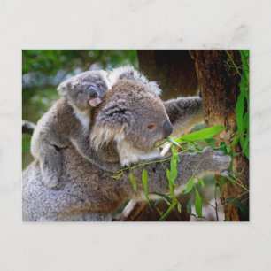 Koala mom and son postcard