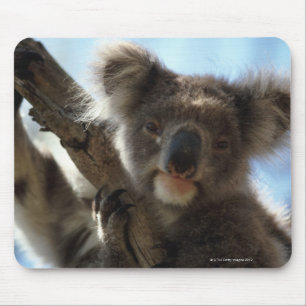 koala mouse pad