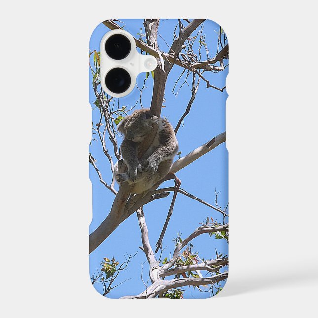 Koala Nap (Back)