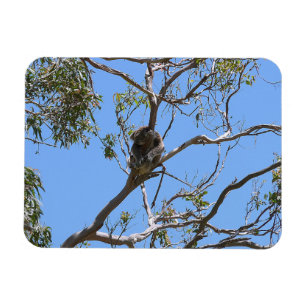 Koala Nap Magnet