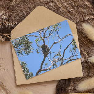 Koala Nap Postcard