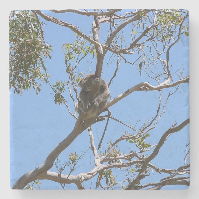 Koala Nap Stone Coaster (Front)