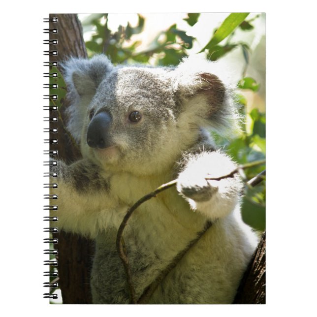 koala notebook (Front)
