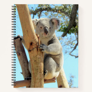 Koala Notebook - 8.5x11, 8.5 x 8.5, or Heart Shape