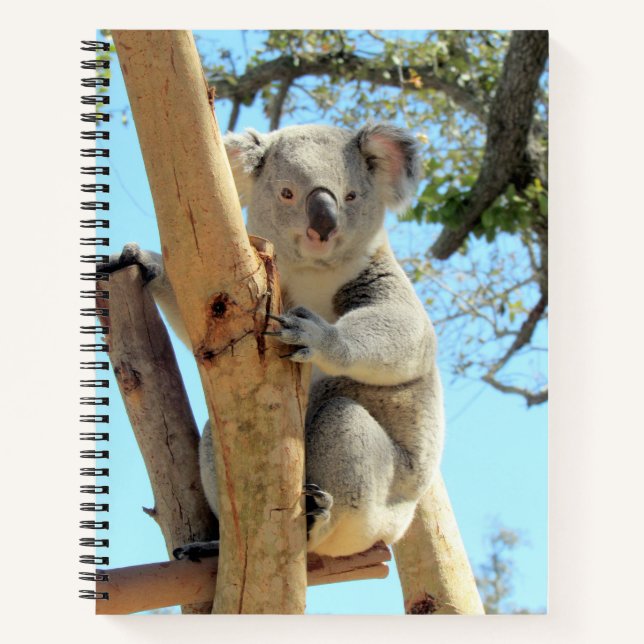 Koala Notebook - 8.5x11, 8.5 x 8.5, or Heart Shape (Front)