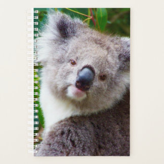 Koala petite couverture souple, spirale blanche