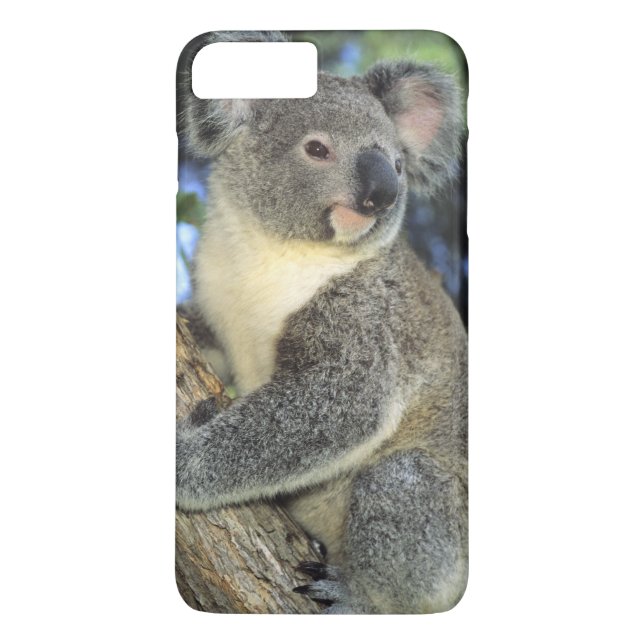 Koala, Phascolarctos cinereus), Australia, Case-Mate iPhone Case (Back)