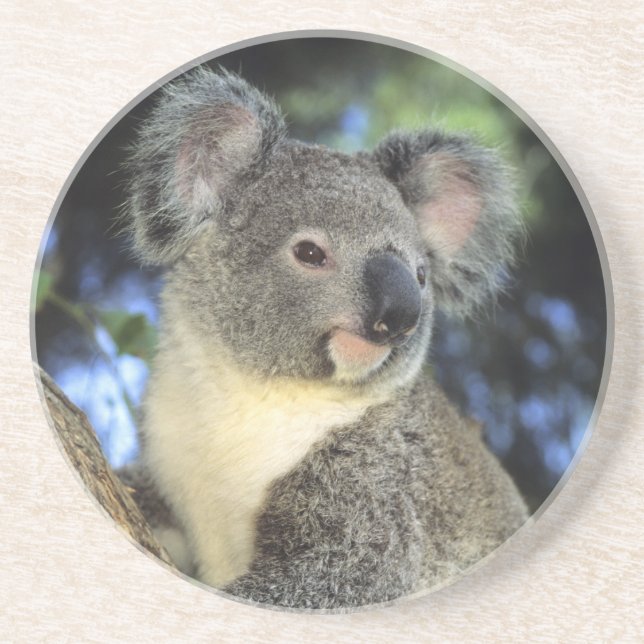 Koala, Phascolarctos cinereus), Australia, Coaster (Front)