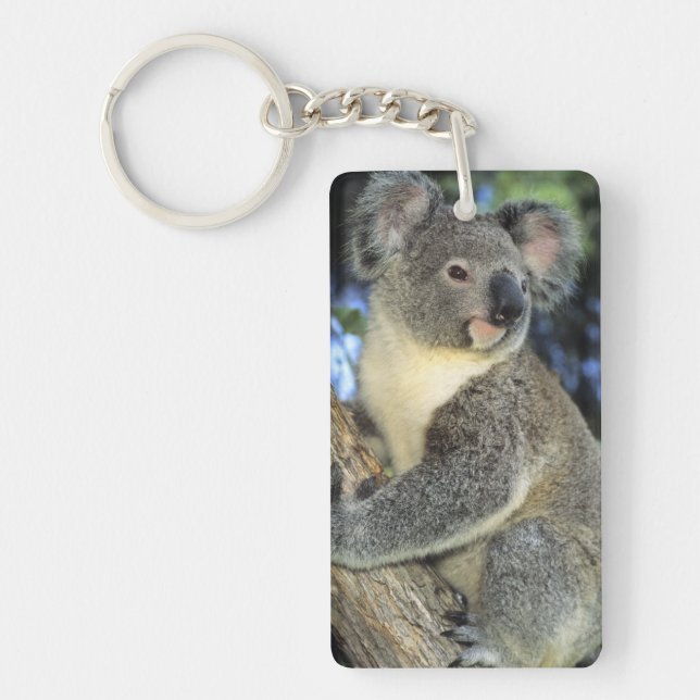 Koala, Phascolarctos cinereus), Australia, Keychain (Front)