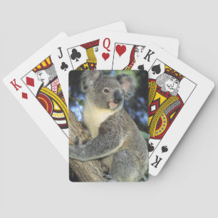Koala, Phascolarctos cinereus), Australia, Playing Cards