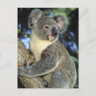 Koala, Phascolarctos cinereus), Australia, Postcard