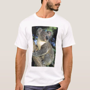 Koala, Phascolarctos cinereus), Australia, T-Shirt