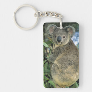 Koala, Phascolarctos cinereus), en danger,