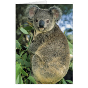 Koala, Phascolarctos cinereus), endangered,