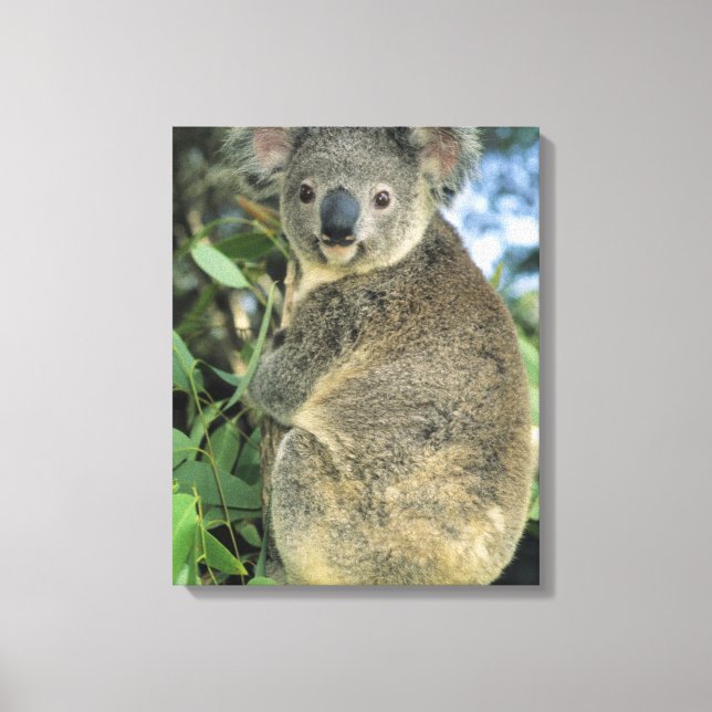 Koala, Phascolarctos cinereus), endangered, Canvas Print (Front)