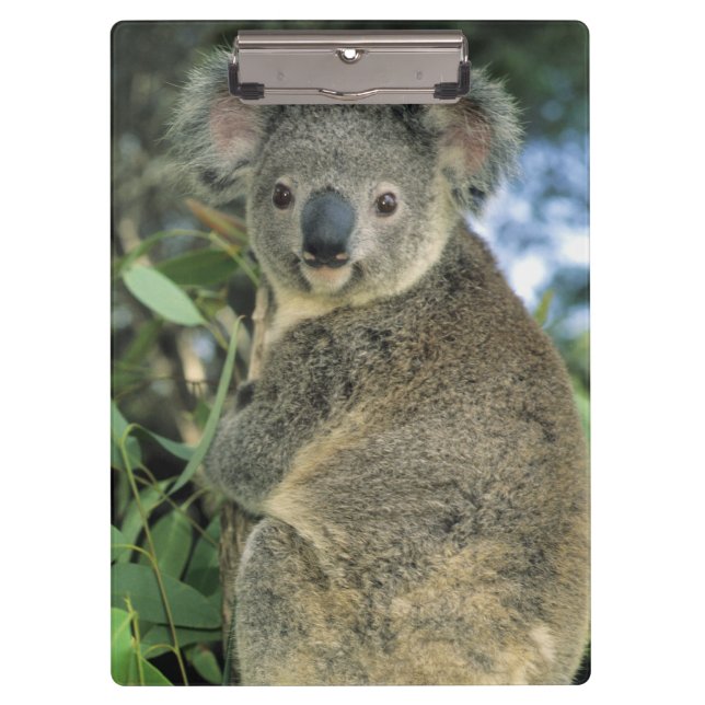 Koala, Phascolarctos cinereus), endangered, Clipboard (Front)