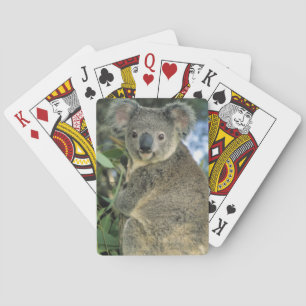 Koala, Phascolarctos cinereus), endangered, Playing Cards